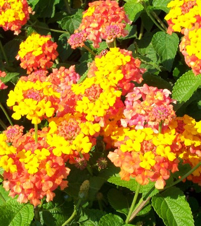Lantana Miss Huff